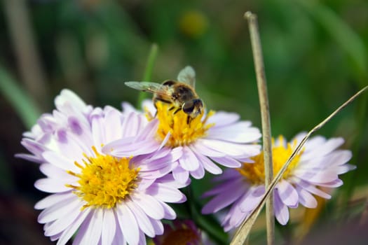 bee collects nectar on chamomile flowers. Anthophila, Apis mellifera