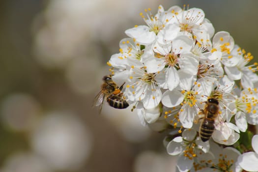 bee collects nectar on the flowers of white blooming apple. Anthophila, Apis mellifera. Close up