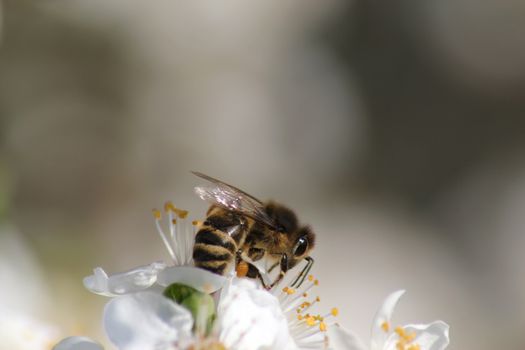 bee collects nectar on the flowers of white blooming apple. Anthophila, Apis mellifera. Close up