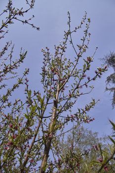 Leaves are born on tree branches.