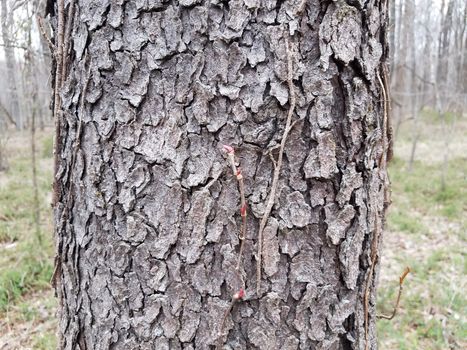 tree in forest or woods with rough brown bark and vines