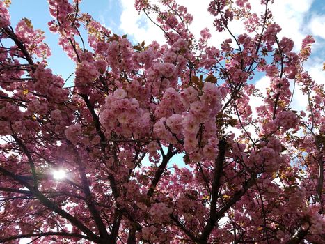 pink cherry blossom flower petals in tree blooming in spring with sun