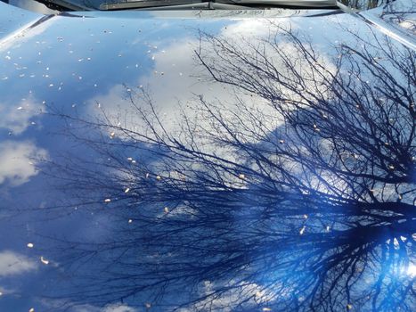 trees and branches from trees in reflection of blue automobile or car
