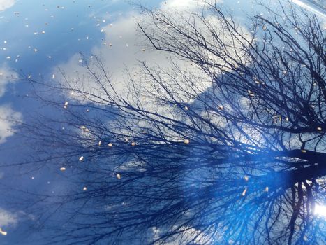 trees and branches from trees in reflection of blue automobile or car