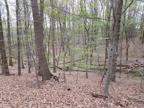 hiking trail or path in the woods or forest with trees and brown leaves