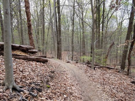 hiking trail or path in the woods or forest with trees and brown leaves