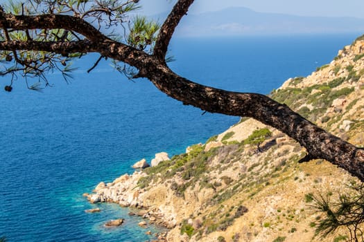a narrow landscape shoot of aegean sea with tree branch and a cove. photo has taken at izmir/turkey.