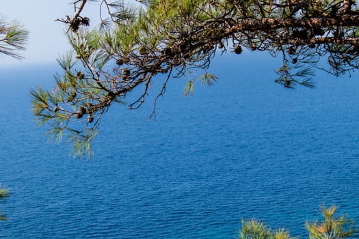 a narrow landscape shoot of aegean sea with tree branch. photo has taken from izmir/turkey.