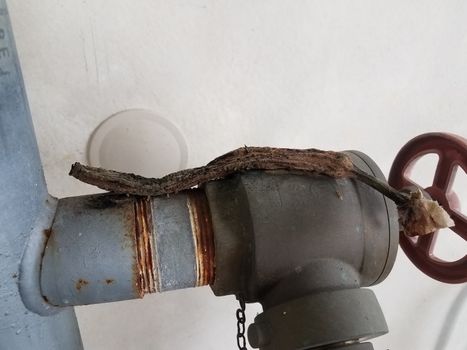 disgusting rotten or decaying dry banana peel on metal pipe