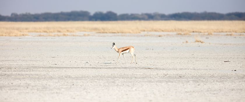 Lone springbok in the Makgadikgadi, Botswana