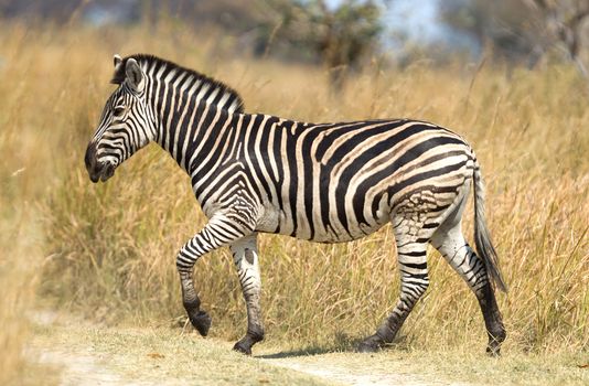 Damara zebra (Equus burchelli antiquorum) in Botswana