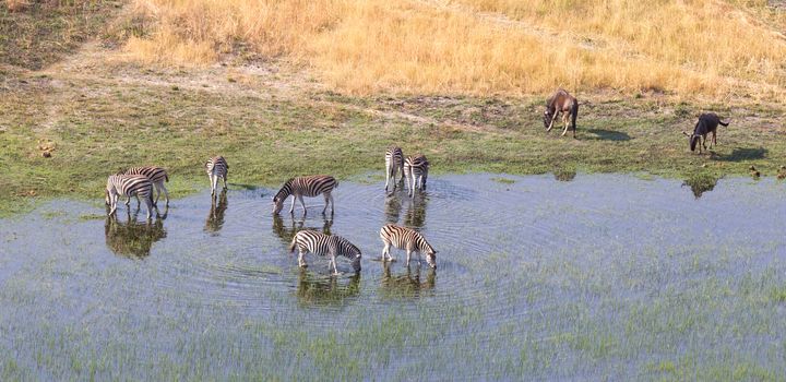 Zebra in the grassy nature, evening sun, aerial view - Botswana