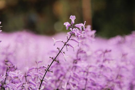 Lavender garden field closeup on one flower