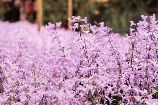 Lavender garden field closeup on one flower