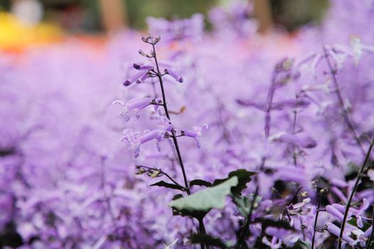 Lavender garden field closeup on one flower