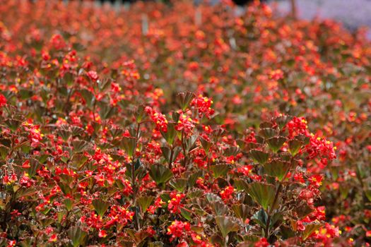 Flower red lavender garden