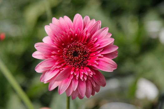 Pink and Red Gerbera Daisy in the Wild Gardens