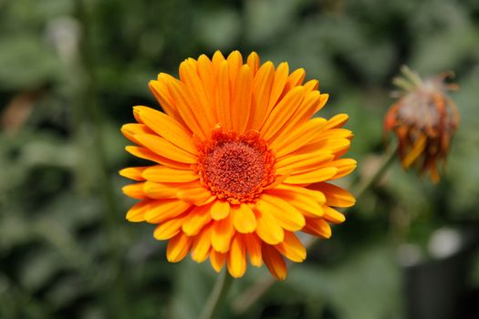 Orange Gerbera Daisy in the Wild Gardens