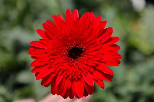 Red Gerbera Daisy in the Wild Gardens