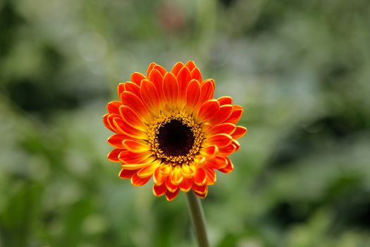 Orange Gerbera Daisy in the Wild Gardens