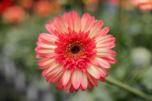 Pink Coloured Gerbera Daisy in the Wild Gardens