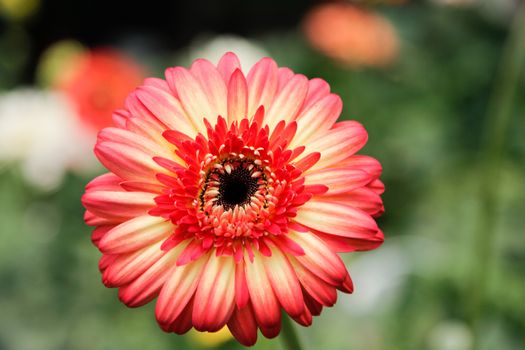 Mix Coloured Gerbera Daisy in the Wild Gardens