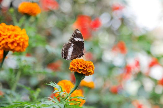 Butterfly on Orange Flower