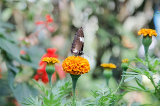 Butterfly on Orange Flower