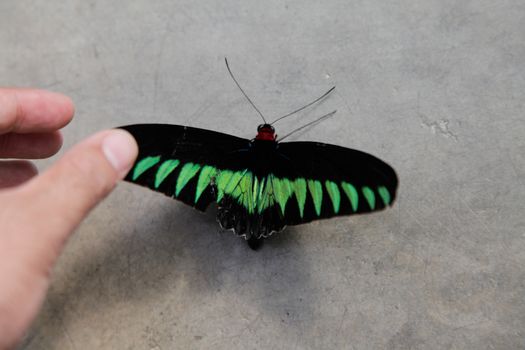 Trogonoptera albescens brookiana butterfly touching with Hand