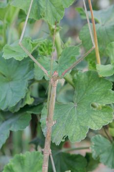 Phasmids stick insect camouflage with plants