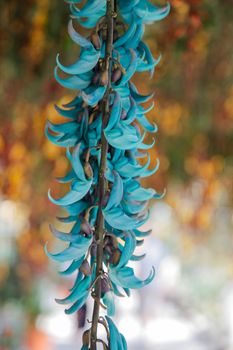 Strongylodon macrobotrys comonly known as Jade Vine