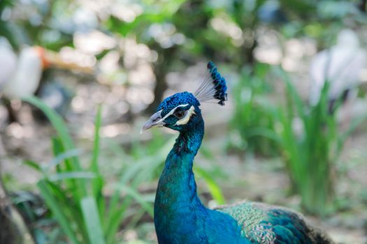 Beautiful Peacock glorifying its feathers