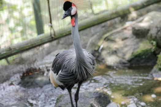 Grey crowned crane