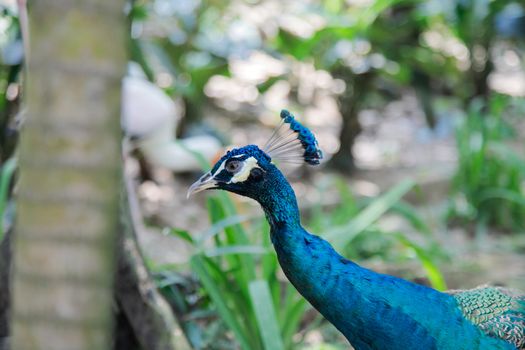 Beautiful Peacock glorifying its feathers