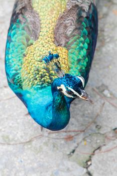 Beautiful Peacock glorifying its feathers