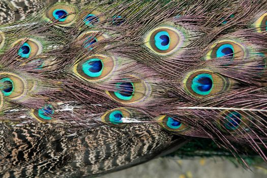 Beautiful Peacock glorifying its feathers