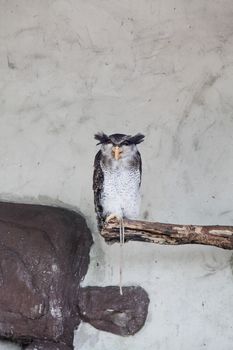 Barred Malay Eagle Owl