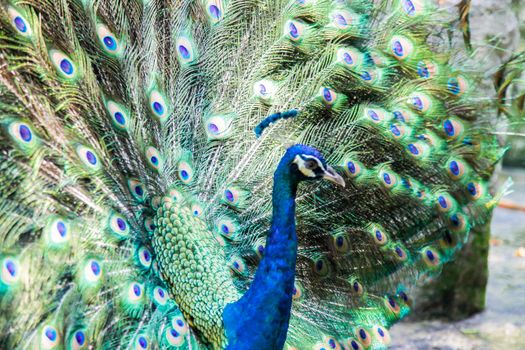 Beautiful Peacock glorifying its feathers