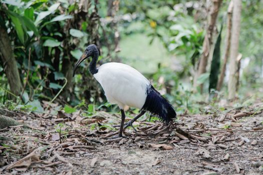 Sacred Ibis, Fresh water birds
