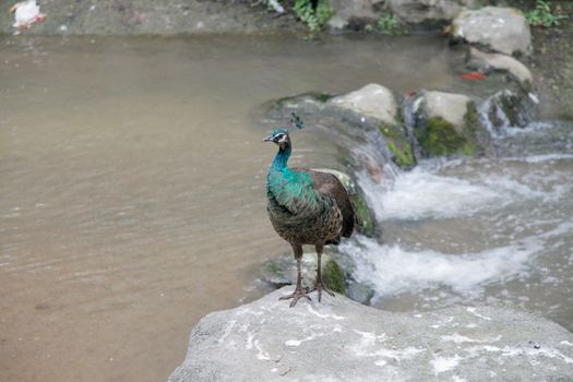 Java green peafowl peacock
