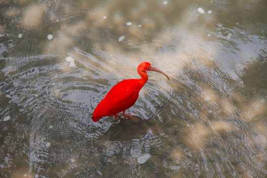 Scarlet Ibis exotic bird