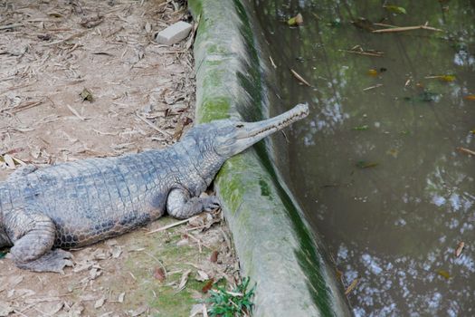 Malayan Gharial crocodile
