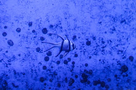 Angelfish underwater in blue grunge background graphical
