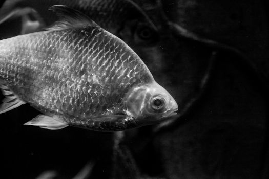 Underwater black and white fish with scales
