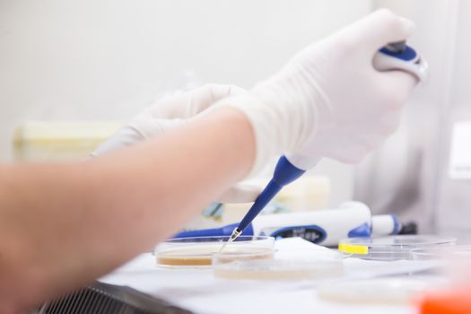 Female scientist researching in laboratory, pipetting cell culture samples on LB agar medium in laminar flow. Life science professional grafting bacteria in the petri dishes.