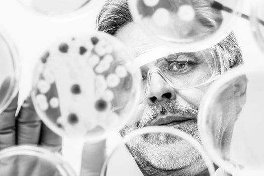 Focused senior life science professional grafting bacteria in the pettri dishes. Lens focus on the pipette. Black and white image.