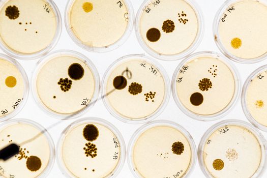 Growing Bacteria in Petri Dishes on agar gel as a part of scientific experiment.