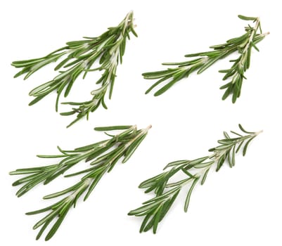 Fresh rosemary isolated on white background