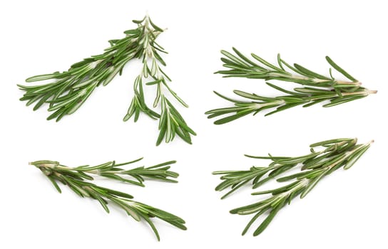 Fresh rosemary isolated on white background