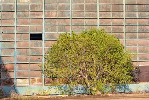 Industrial old warehouse with single tree